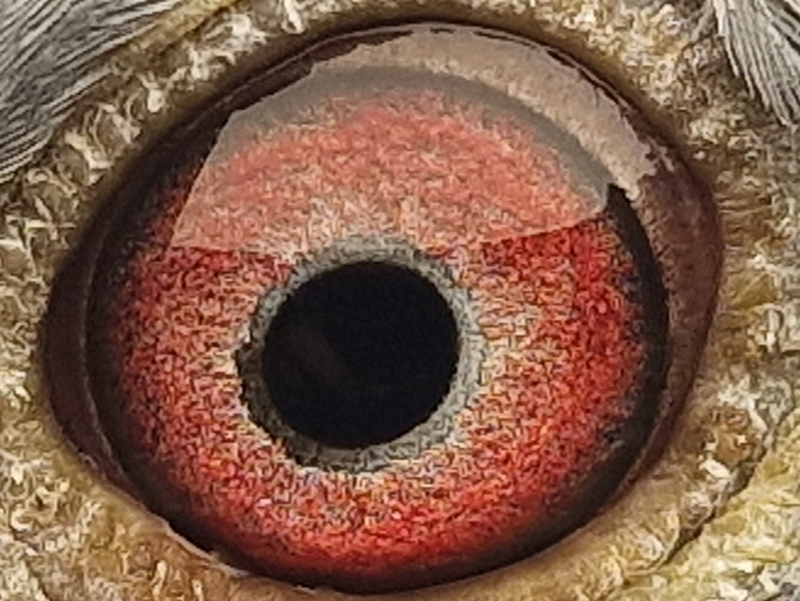 Pigeon eye